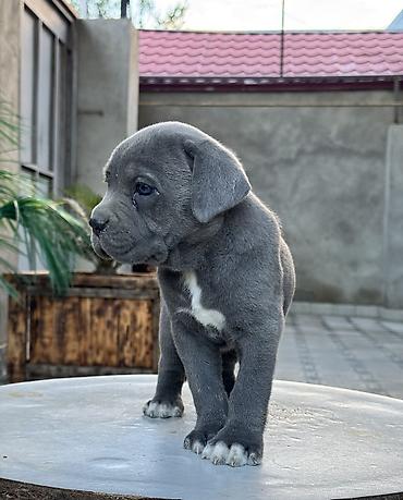 İtlər: Kane-Korso, 1 ay -da lalafo.az — 1 İtlər: Kane-Korso, 1 ay — 1