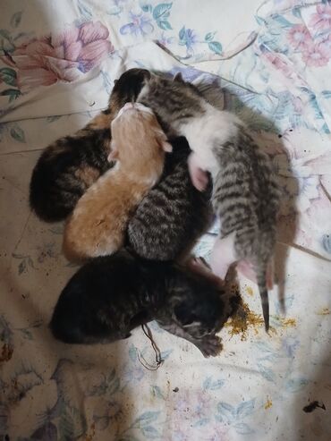 heyvan sahiblənmə: 25 июня родились котята их 5 шт через 10 дней выложу фотки через месяц