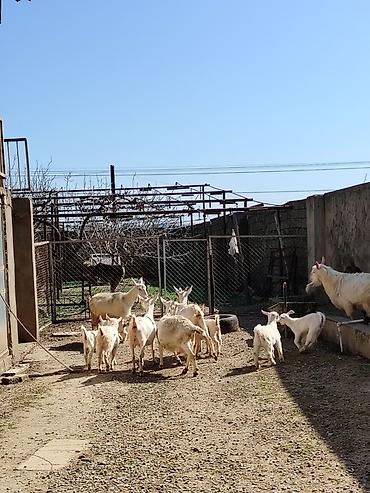 keci heyvan: Ağ rəngli keçilər və bala keçilər (oğlaqlar) - Cins: yerli süd — 8