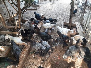 kuban ordek: Kanada sortu meşə ördəklərinin balaları satılır. Artımlı heyvandı ildə
