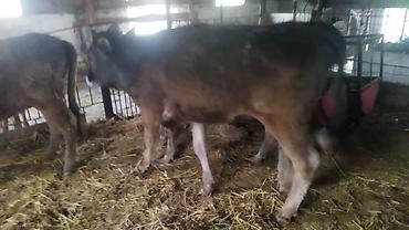 Коровы, быки: Продаю | Тёлка | На откорм — 2