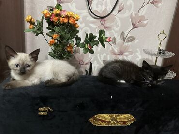сколько стоит сиамская кошка в сомах: 2 месяца, Девочка, Биколор, Метис