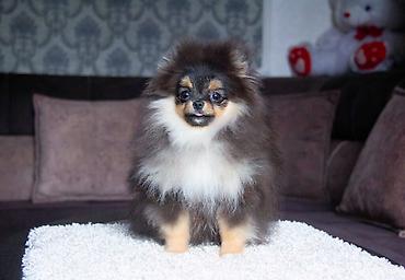 Продажа собак: Шпиц, 5 месяцев, Самец, С прививкой — 11