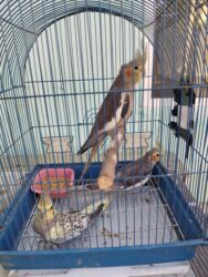 сколько стоит щенки: Satilir 3 bir yerde 70 az