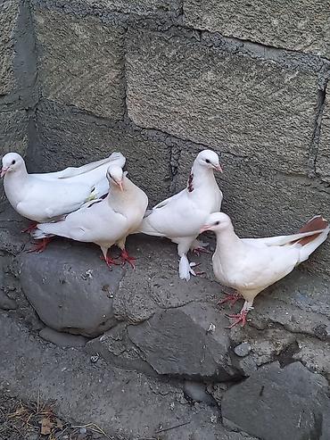 Göyərçinlər: Biri 5 manatdan satılır. gözdü quşlardı tutulma quş deyil -da lalafo.az — 6 Göyərçinlər: Biri 5 manatdan satılır. gözdü quşlardı tutulma quş deyil — 6