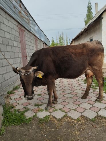 швицкая порода коров: Продаю | Корова (самка) | Швицкая | Для молока | Стельные