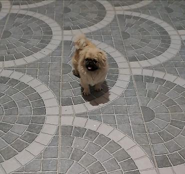 İtlər: Pekines, 1 il -da lalafo.az — 2 İtlər: Pekines, 1 il — 2