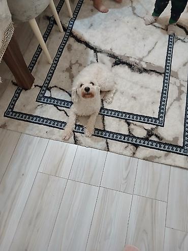 quru it yemi: Pudel İt satılır. Deyilən sözləri başa düşüb edir. Çox sakit itdi — 3