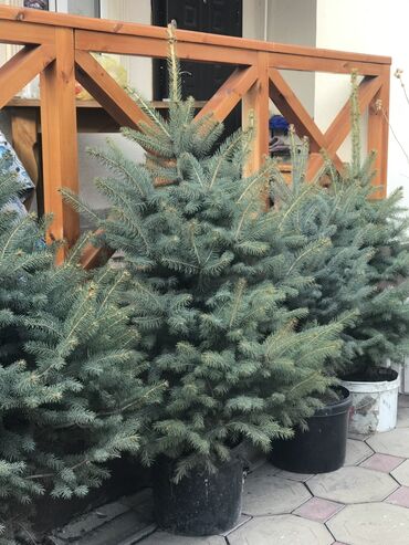 Декоративные деревья: Продаются елки🌿🌲 От 1м до 3,5м. С хорошим комом. Идеально подойдет для — 5