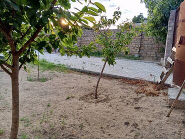 Bağ evlərinin satışı: Bakı, Albalı, 100 kv. m, 3 otaqlı, Kombi, Qaz, Su -da lalafo.az — 21 Bağ evlərinin satışı: Bakı, Albalı, 100 kv. m, 3 otaqlı, Kombi, Qaz, Su — 21