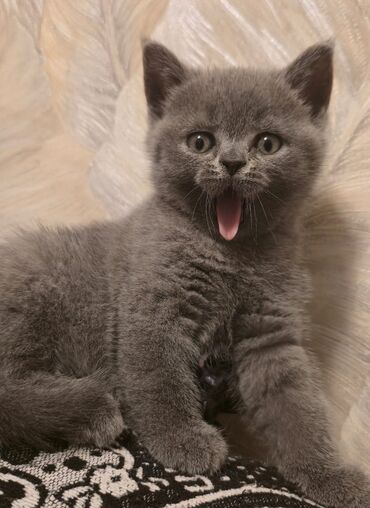 Pişiklər: Britan yastı qulaq, Erkək, Dişi, Yaxşı əllərə, Ünvandan götürmə, Pulsuz çatdırılma, Ödənişli çatdırılma — 120