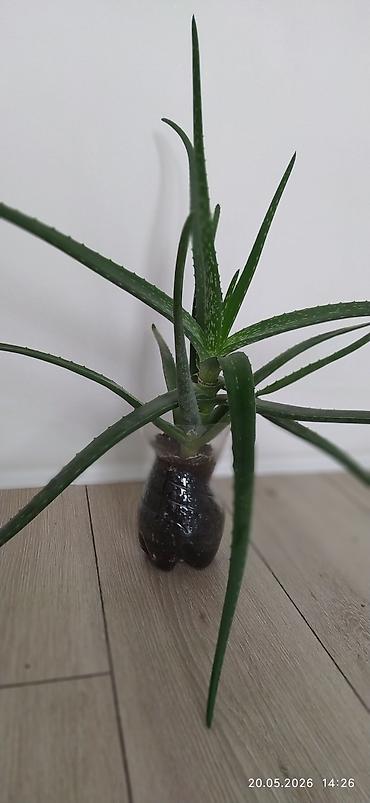 ожог: Алоэ вера (Aloe vera) - декоративно ‑лекарственное растение - — 1