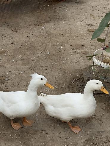 Ördəklər: Ağ Pekin ördəkləri – ev quşu Ördəklər 6 aylıqdır. 3 ədəddir, 1-i — 2