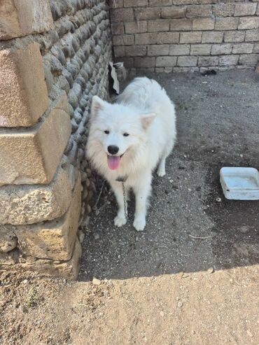 itlər ucuz: Samoyed, 10 ay, Erkek, Ünvandan götürmə