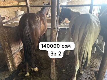 продажа лошадей иноходец: Продаю | Конь (самец) | Для разведения