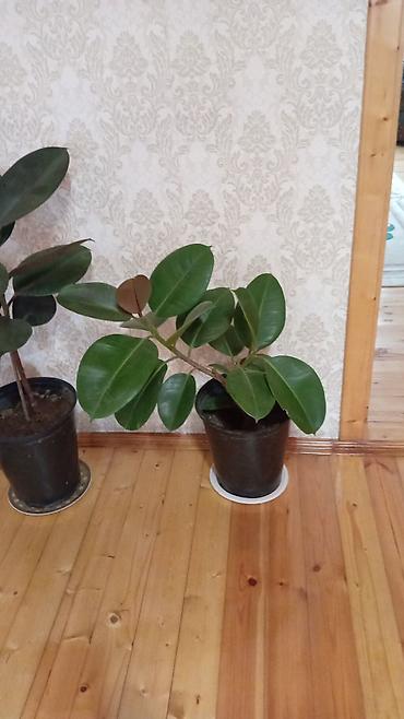Otaq bitkiləri: Fikus elastika (rezin ağacı) – bəzək məqsədli iri otaq bitkisi - Növ — 8