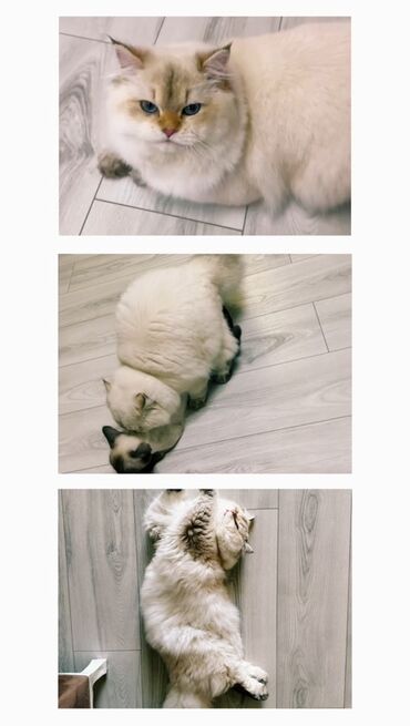 кошки в баку: Kim pisiyine bele gozel er isdeyirse buyursun cute erkey