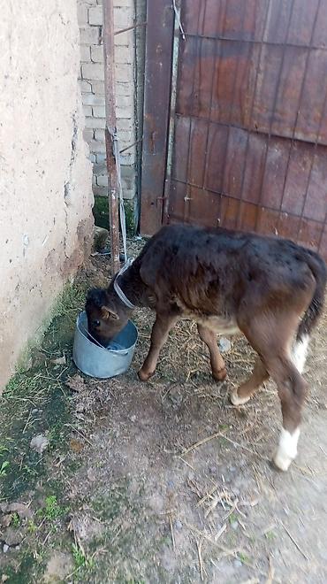 Коровы, быки: Продаю | Бык (самец) — 2