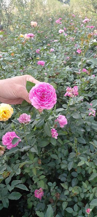 Другие товары для дома: Саженцы роз оптом — 6