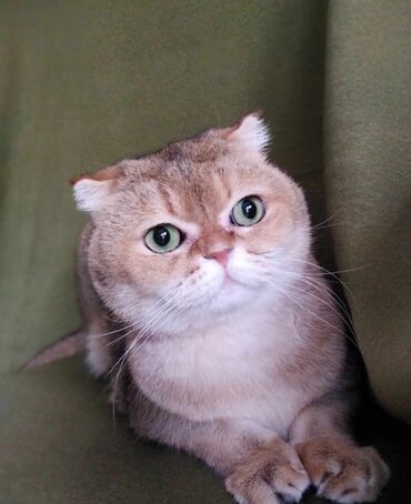 шотландский прямоухий кот: Продаю шотландский скоттиш фолд