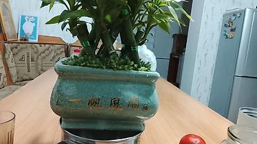 купить лотос в горшке: Лаки бамбук (Dracaena sanderiana) в декоративном керамическом кашпо — 6