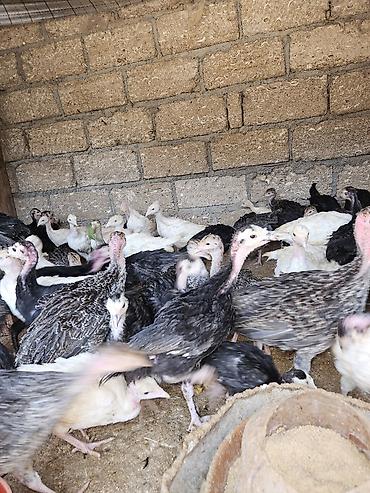 bulbul quşu satışı: Salam amerkan bronz temiz qan bunlarin erkeyi 16 kq uacan et yiga — 3