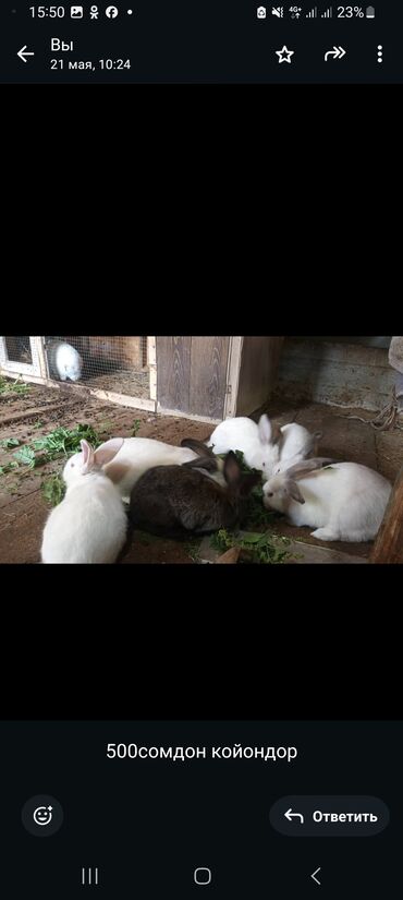 Продам с/х животных: Продаю | Крольчата