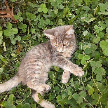 кошка балыкчы: 3 месяца, Девочка, Приучена к лотку, Проглистована