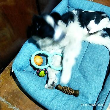 Отдам даром собаку: Щенок, черно-белый, среднего размера. Порода: дворняга . Возраст на — 17