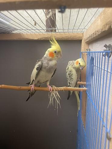 ev qusu: Nimfa (cockatiel) cütü – yumurtalı - Növ: Nimfa papuqayı (Cockatiel) — 1