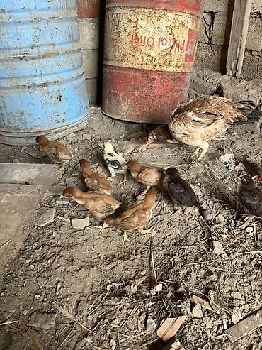 cücə satışı: Сhicks, Для мяса — 2