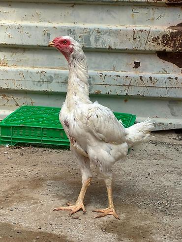 afcarka barter: Salam daş pipik cins heyratı 1 illik tam sağlam aktiv — 2