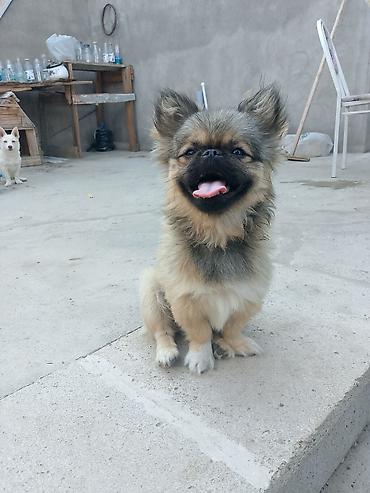ucuz ev itləri: Pekines, 5 ay, Erkək, Peyvəndli, Ünvandan götürmə — 2