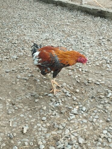 Xoruzlar: Aseel tipli uzunayaqlı cücərti/ceylək xoruz - Uzun və güclü sarı — 15