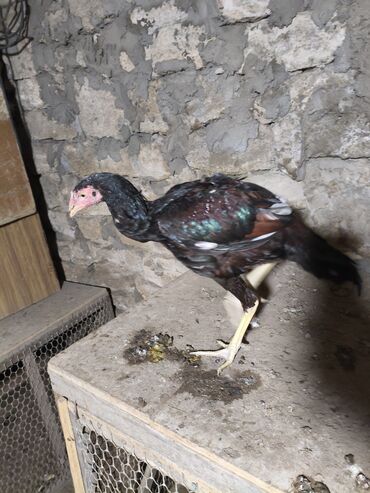 Cücələr: Toyuq cücələri, Damazlıq, Ünvandan götürmə — 18