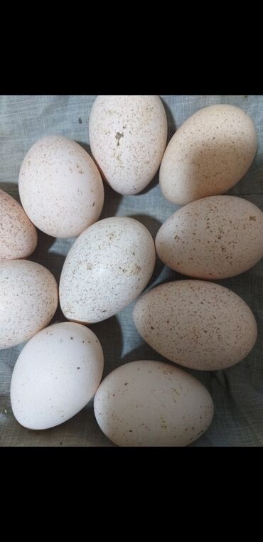 Quşlar: Yumurta.hinduşqa yumurtası.mayalı kanada sortu.ətlik.qiymət.1 m 50
