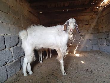 Козы, козлы: Продаю | Коза (самка) | Для молока | Племенные — 30