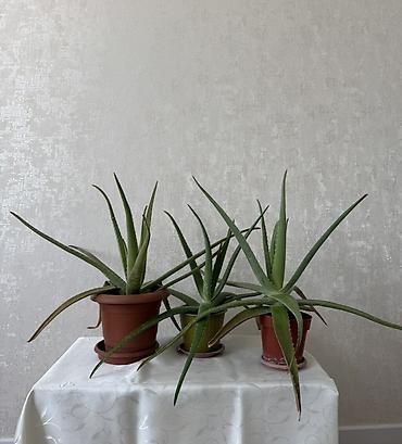 монстера манки: Алоэ (вероятно, Aloe vera/арборесценс) в горшках - Крупные розетки с — 1