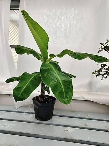 gül ağaçları: Banan bitkisi (ağacı) Ev şəraitində yetişdirilən banan bitkisi — 4
