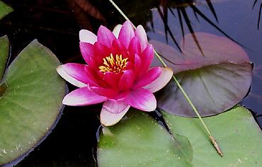 Другие садовые цветы и кустарники: Садовые растения - кустарники ( вейгела пестролистная, рябинник — 15