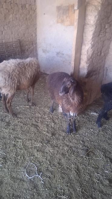 Бараны, овцы: Продаю | Овца (самка) | Для разведения | Ярка — 11