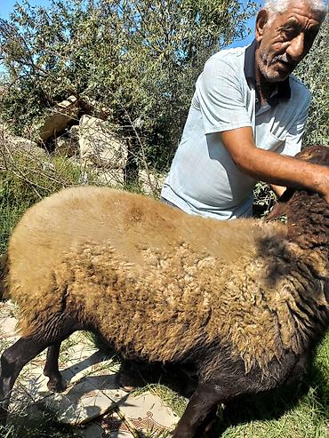 Qoyunlar, qoçlar: Qoyun – qala cinsi - Cins: Qoç - Boy-buxun: Uzunbədənli, möhkəmli - — 9