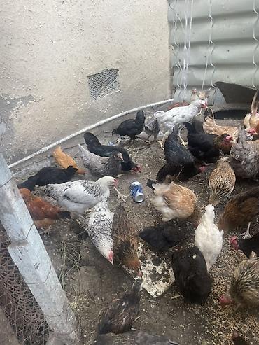 brama toyuqları: Salam 20eded çopla 14 eded yumurtaq toyuqlar hamsı satıram işimle — 4