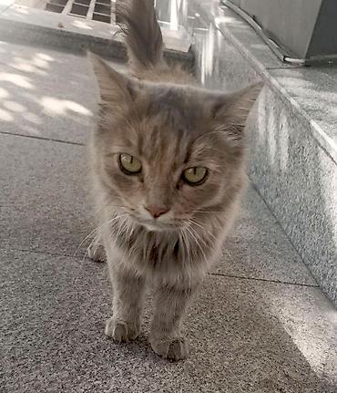 кошка отдам даром: Кошка даром: Беспородная, Девочка — 3