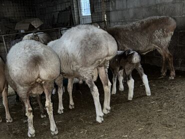 карова дойная: Соонун ден соолугу чың! ухоженныйсемиз койлор сатылат . Кой