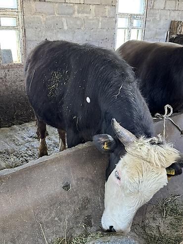Коровы, быки: Продаю | Бык (самец) | На откорм, На забой | Привязанные — 5