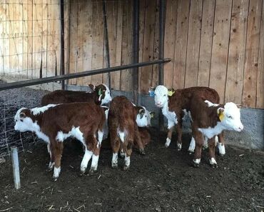 сельскохозяйственные животные продажа: Сатам | Уй (ургаачы), Бука (эркек), Кунаажын | Бордоп семиртүү үчүн, Союуга, Көбөйтүү үчүн