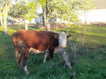 Коровы, быки: Продаю | Корова (самка) | Герефорд | Для молока