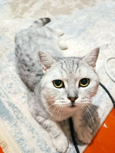 шотландская лиловая кошка: Шотландский прямоухой Кошка девочка 8 месяца Привита приучена к Горшку