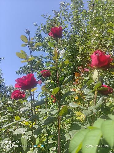 Продажа коттеджей и домов: Дом в ЧолпонАте р-он Хутор на участке более 10соток Продажа, два дома — 17